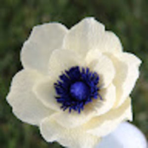 Meet your Posher, Delia